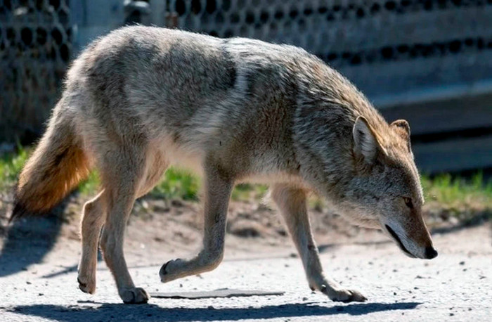 aggressive coyote