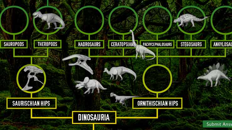 Phylogenetic Tree