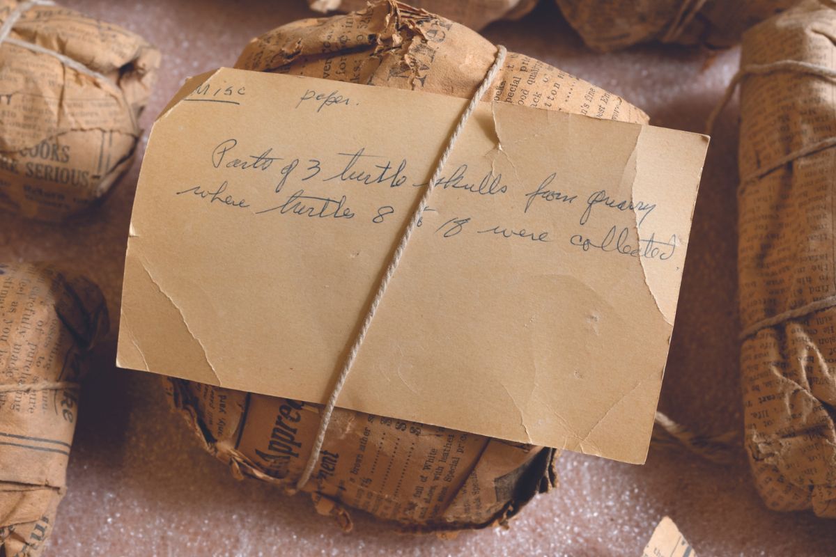 A collection of fossils wrapped in newspaper more than 100 years old.