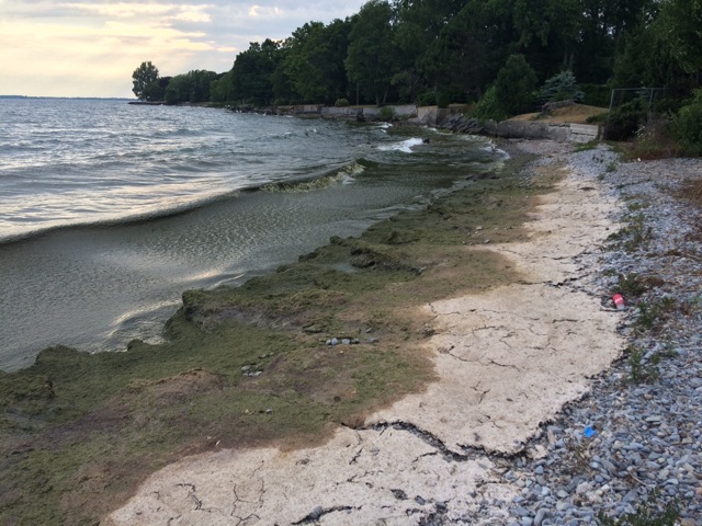 Lake Ontario Algal Bloom (credit: Diane Orihel)