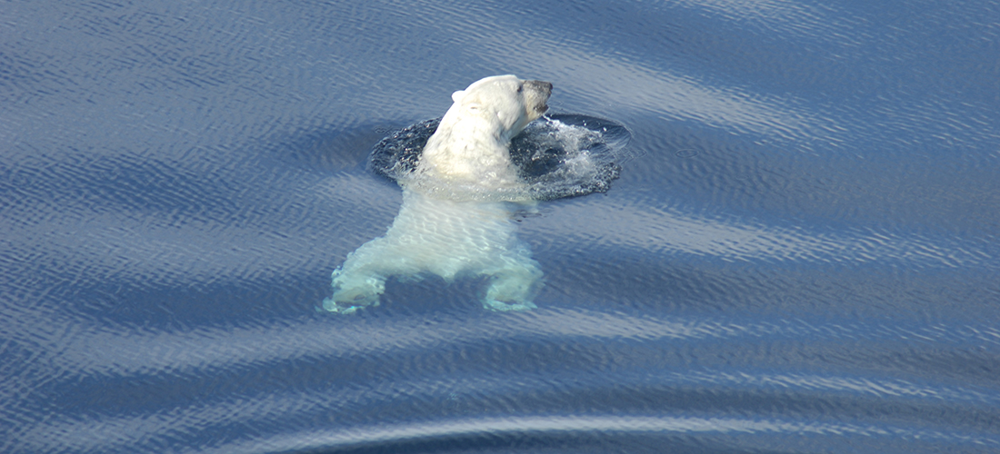 Polar bear swimming