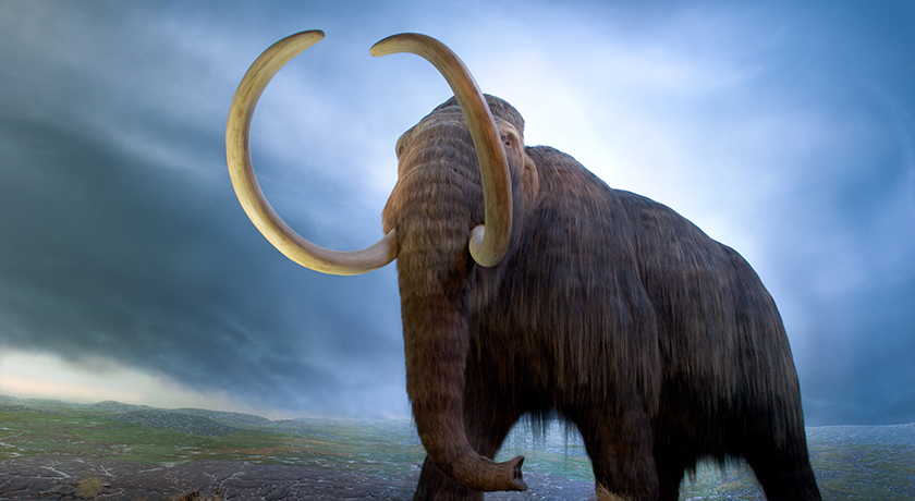 RBCM_woolly_mammoth