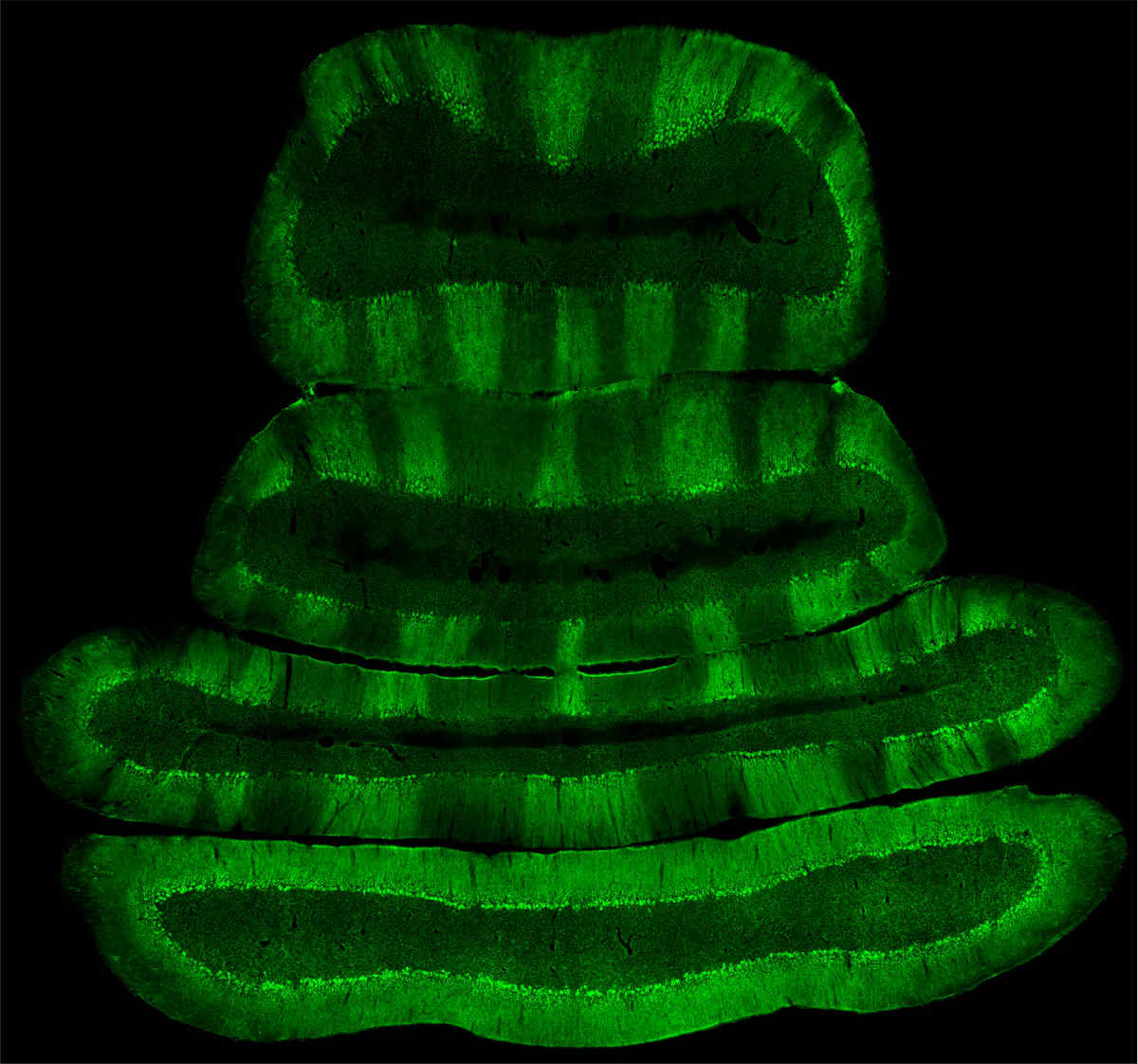 A pigeon cerebellum demonstrates Zebrin stripe structure