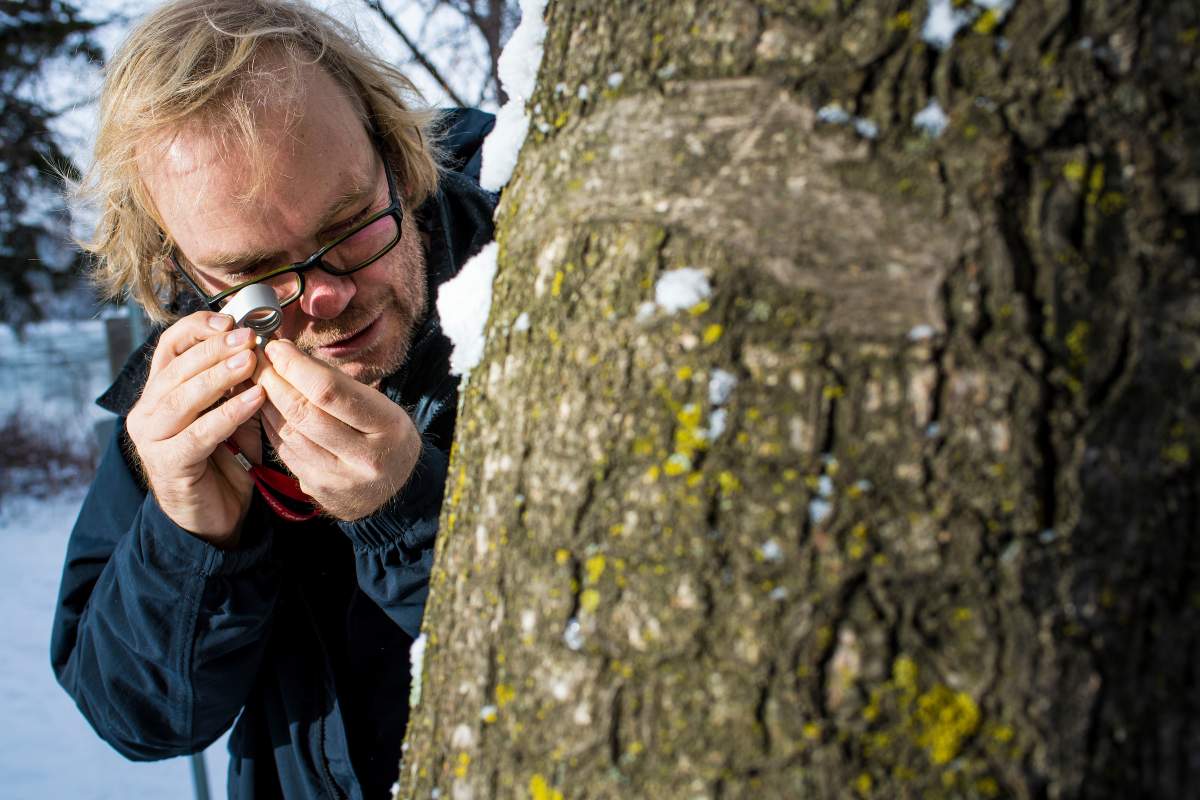 International research team uses genome sequencing to show that a lichen can contain up to three different fungi.