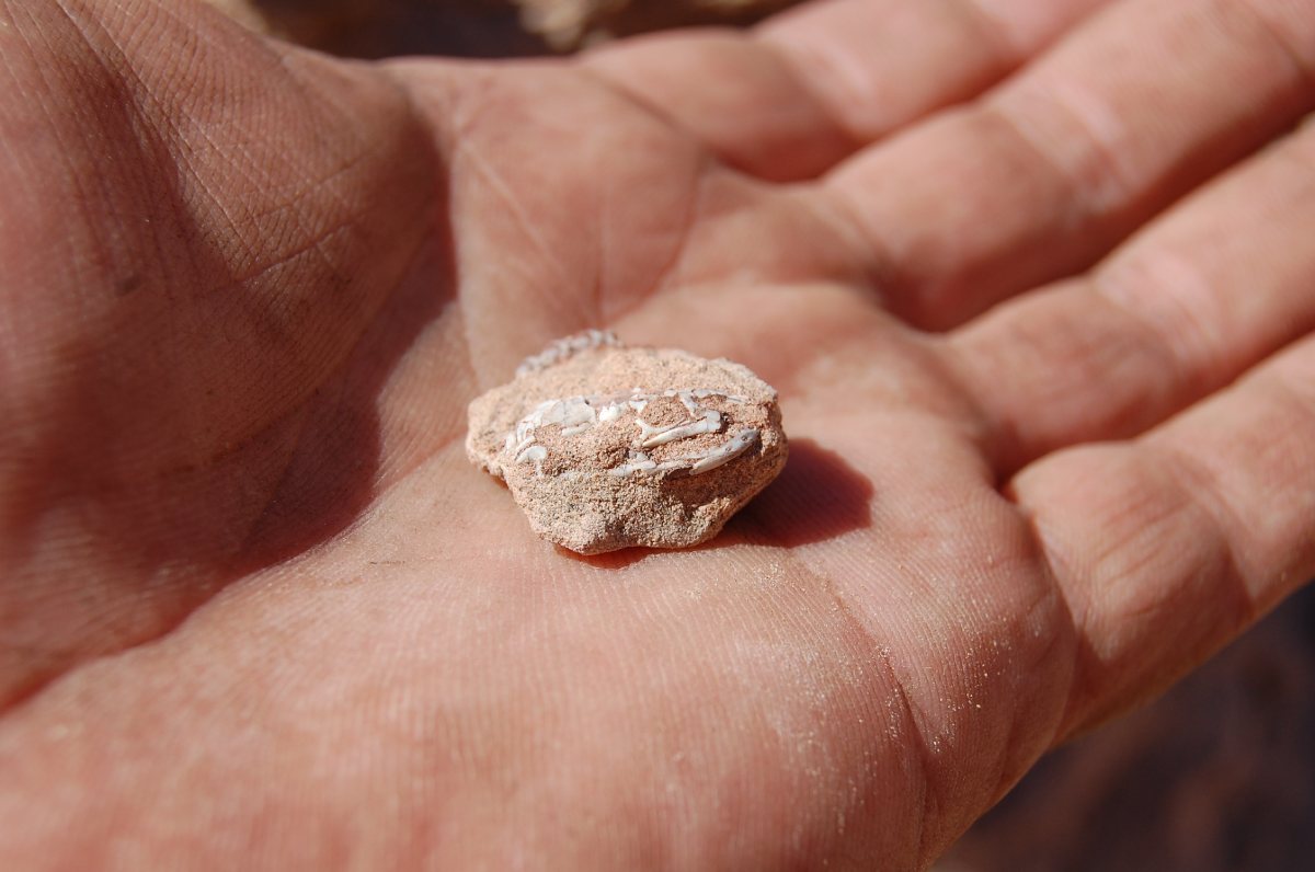 Researchers examined a strikingly well-preserved fossil of the rear-limbed snake Najash rionegrina, found in Argentina. Photo courtesy of Fernando Garberoglio.