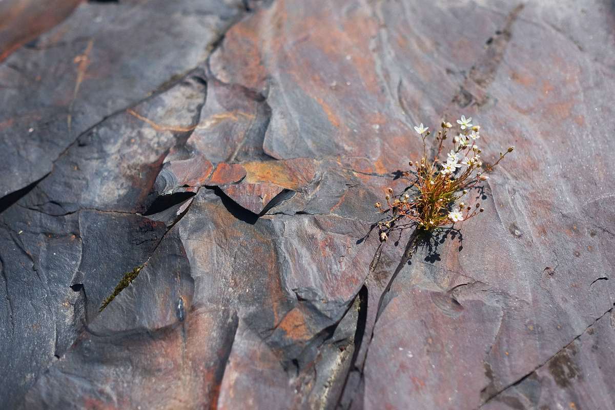 This two-billion-year-old shungite records evidence for balmy, oxygen-rich conditions on the early Earth.