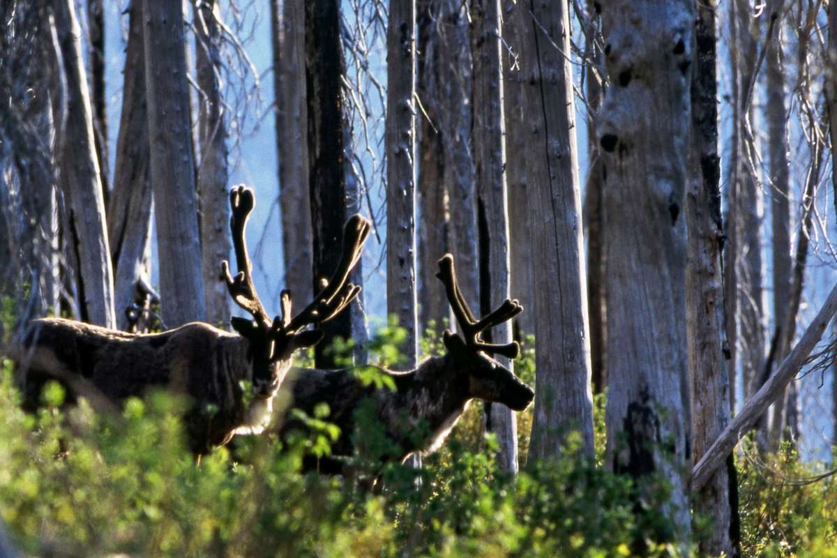 A pair of caribou bulls.