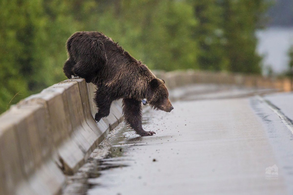 A bear crosses a highway. A new study by Canadian ecologists is examining how grizzly bears learn to coexist with humans.