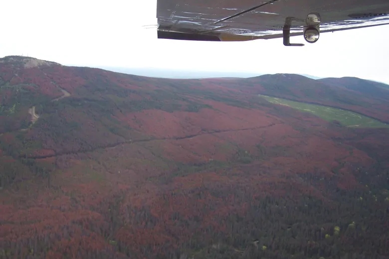 This aerial photograph, taken by the Government of Alberta in 2018, shows the swathes of dead red trees cutting through the green of Jasper National Park.