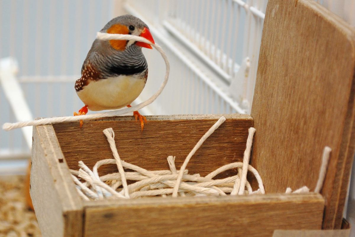 A male zebra finch constructs a nest.