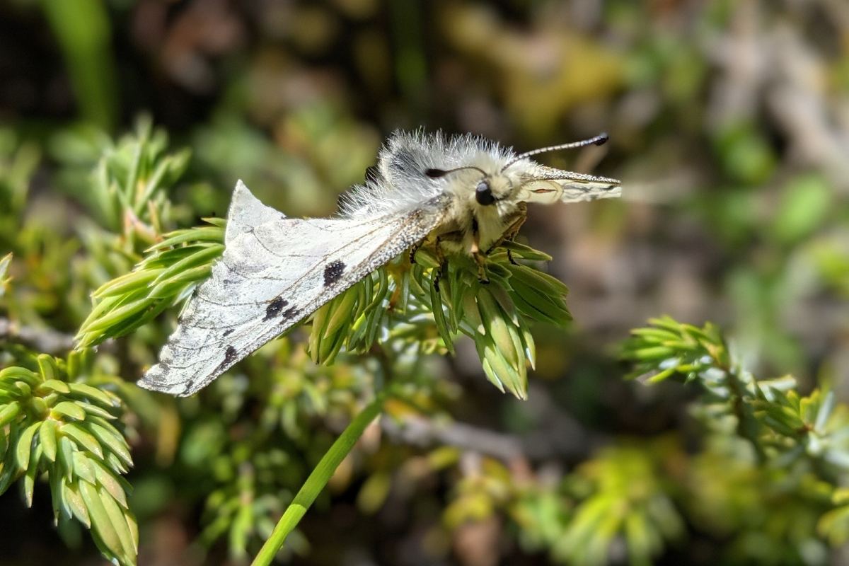 Alpine butterflies, such as the Rocky Mountain Apollo pictured here, will see negative long-term effects of climate change.