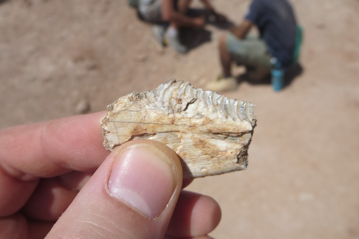 A fossilized tooth of Priosphenodon, a type of ancient reptile that evolved a special type of tooth enamel similar to that of mammals.