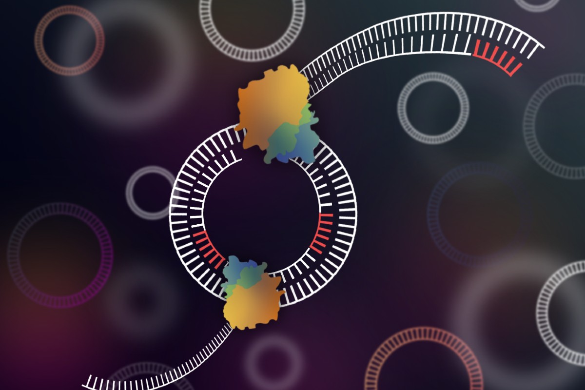 Pictured is CIDER-Seq, a newly developed tool for sequencing circular and extrachromosomal circular DNA, in action.