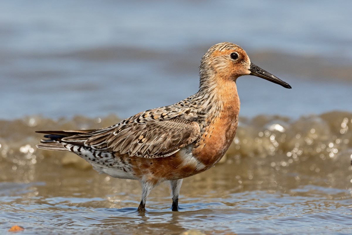 New research shows that birds moderate food intake and activity level to manage their weight