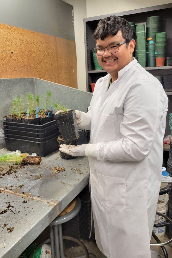 Biology student Bo Ragot holds a plant inside a greenhouse facility. Ragot's I-STEAM internship is exploring trees’ natural defences against mountain pine beetles.